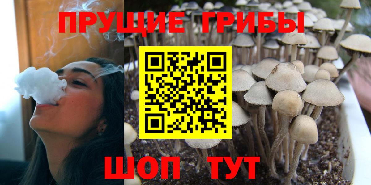 Псилоцибиновые грибы Psilocybe Зеленодольск
